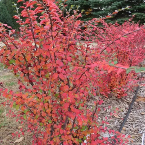 Autumn Inferno Cotoneaster