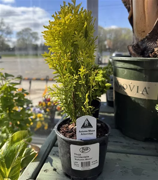 Autumn Moon Arborvitae