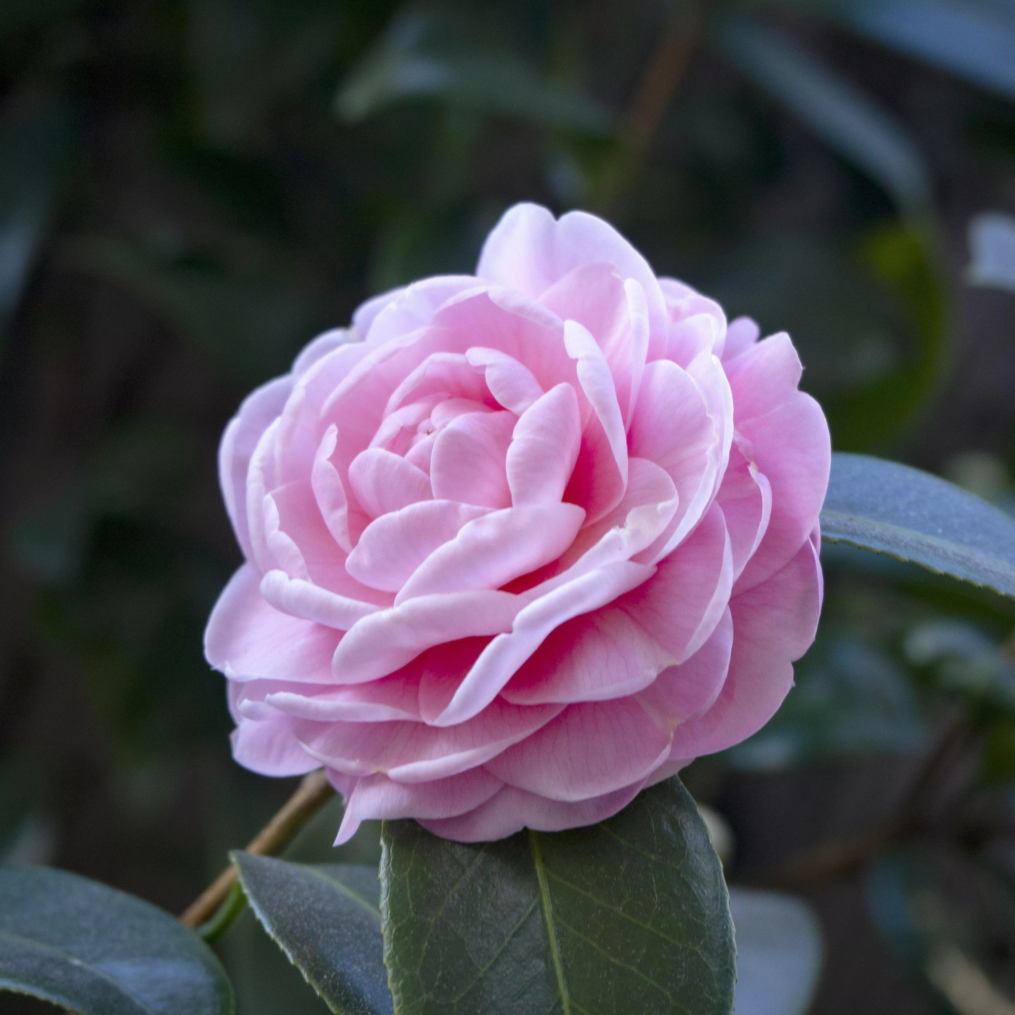 Autumn Sentinel Camellia