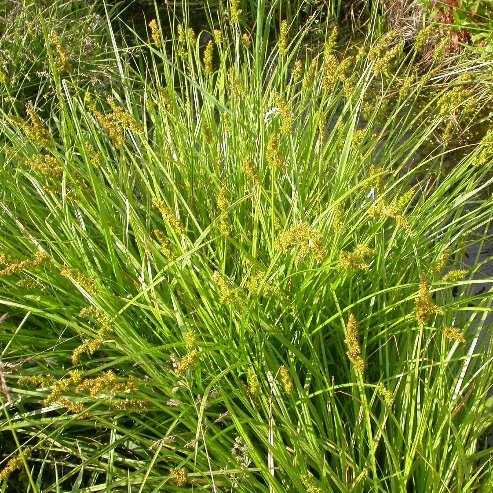 Awlfruit Sedge