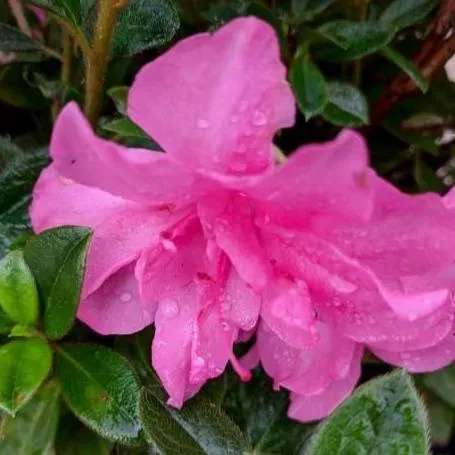 Azalea, Encore Autumn Carnation Azalea