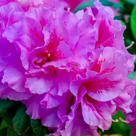Azalea, Encore Autumn Majesty Azalea