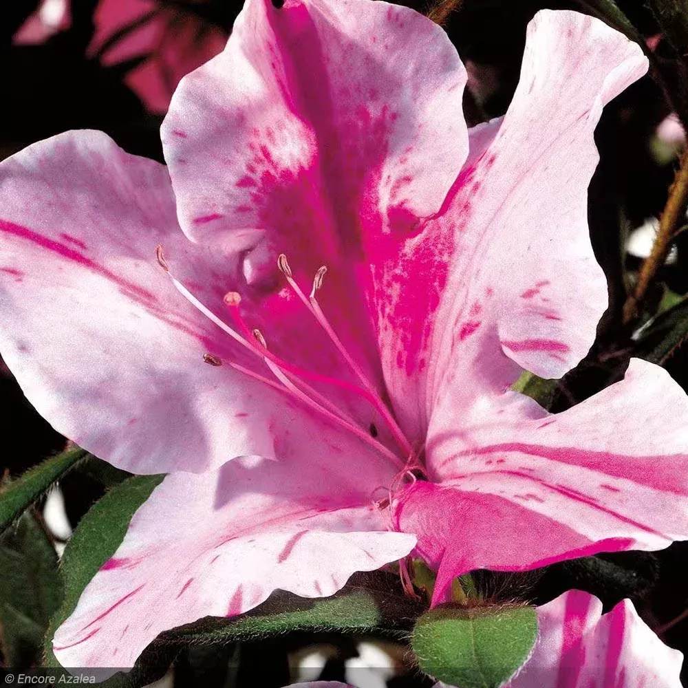 Azalea, Encore Autumn Twist #3