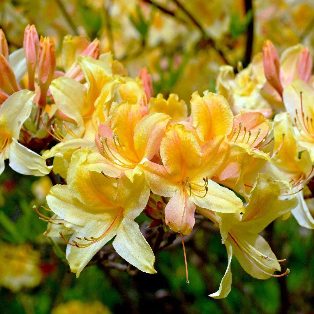 Azalea Sunbow Solar Flare