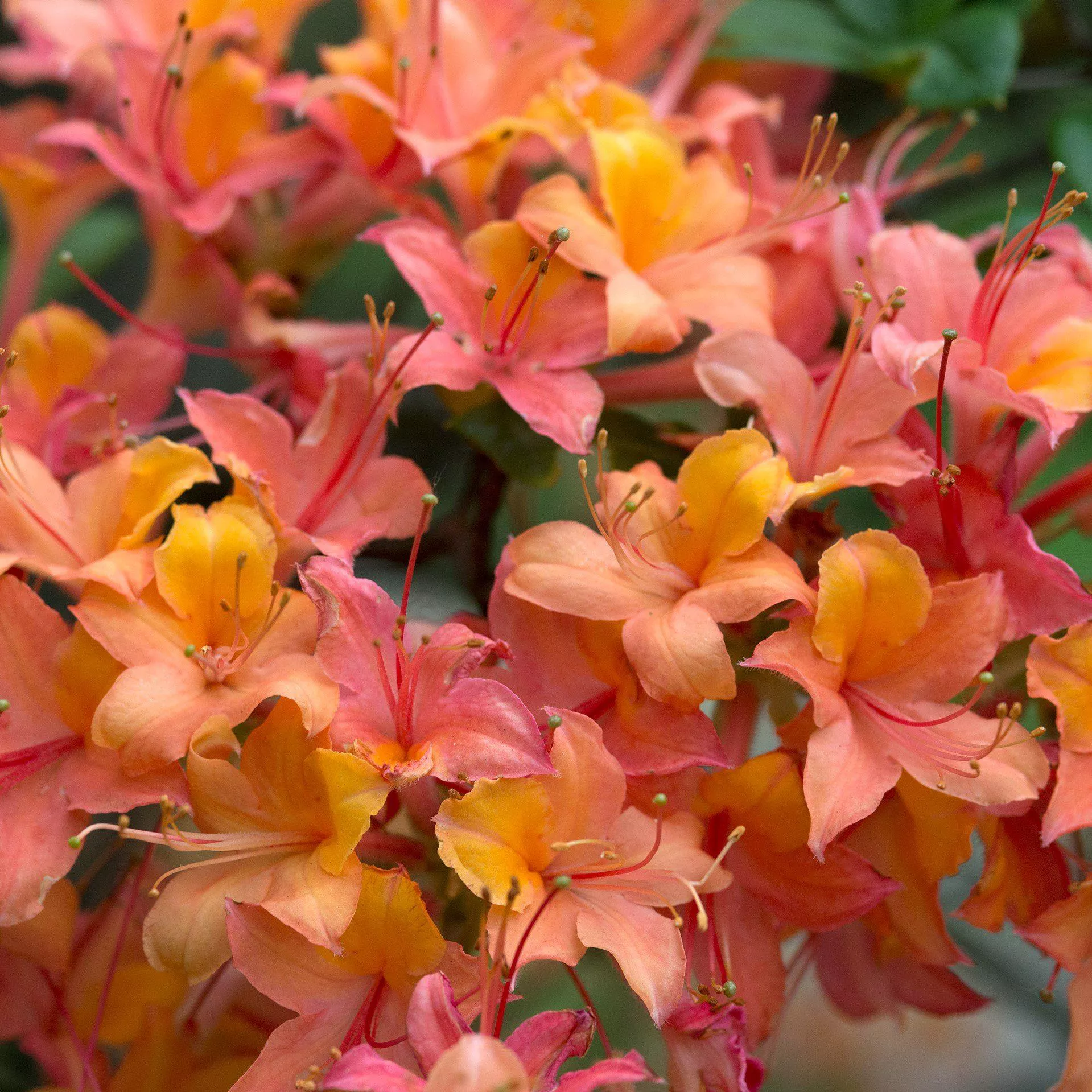 Azalea Sunbow Solar Glow