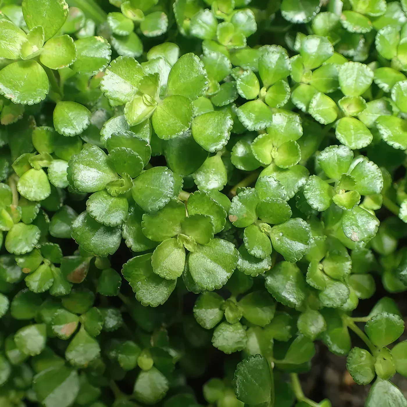 Baby Tears Pilea