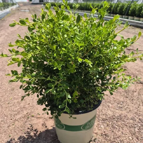 Babylon Beauty Boxwood