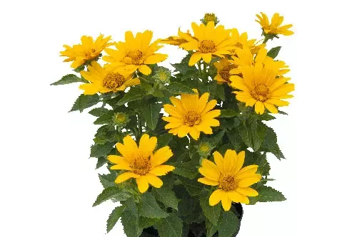 Bacio d’Sole Heliopsis