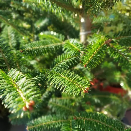 Balsam Fir Tree