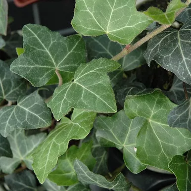 Baltic Ivy
