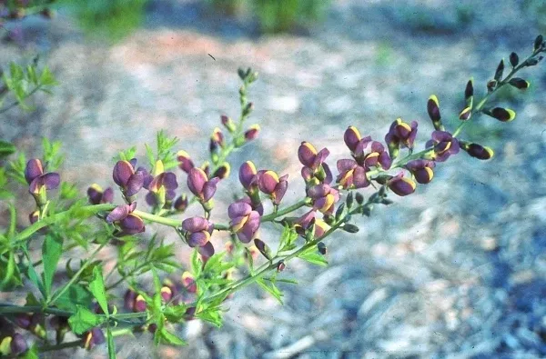 Baptisia 'Chocolate Chip'