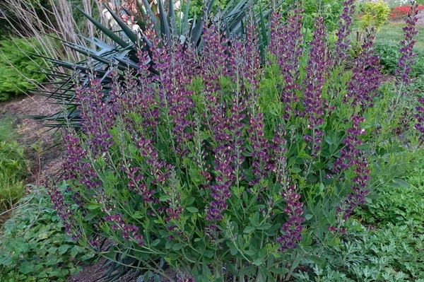 Baptisia 'Grape Taffy' PP 26,587