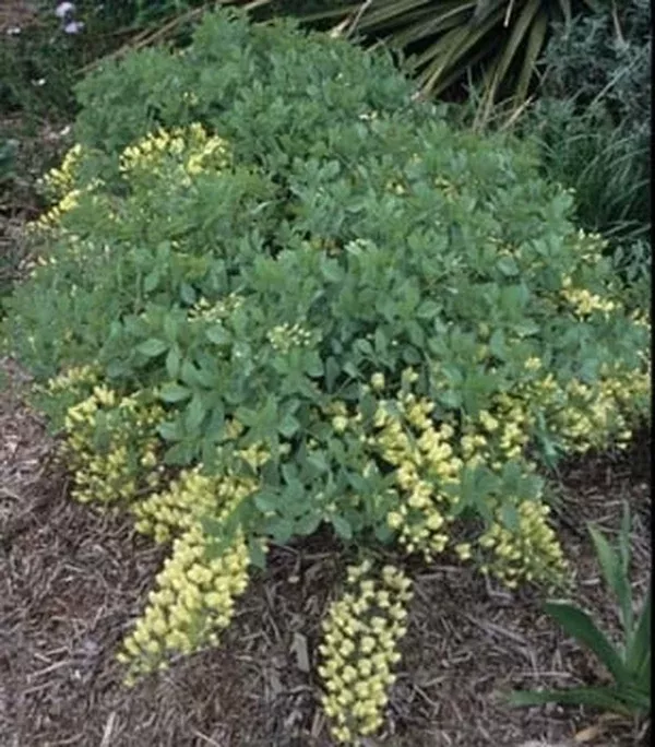 Baptisia leucophaea coll. #A1M-102