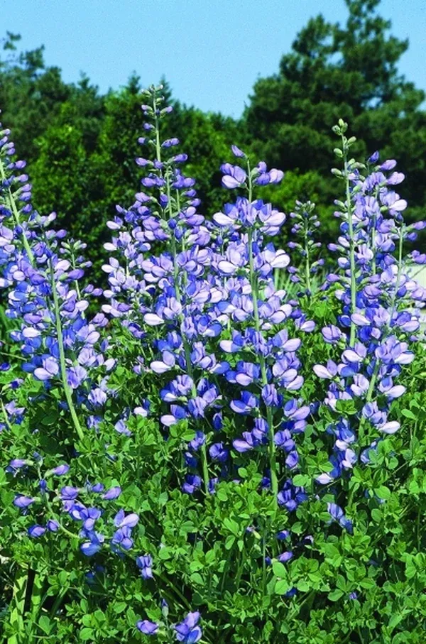 Baptisia minor Grayson Co., TX