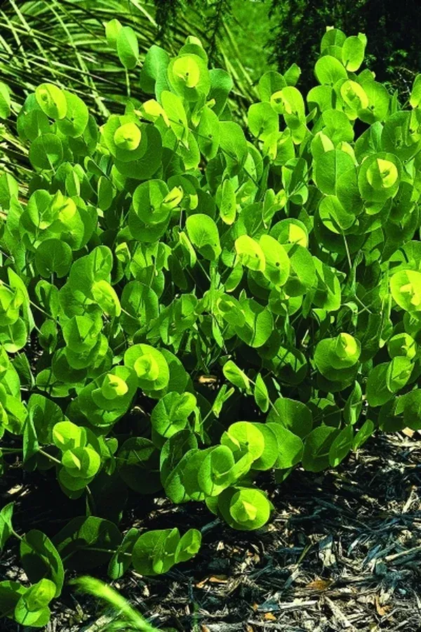 Baptisia perfoliata coll. #A1FL-183
