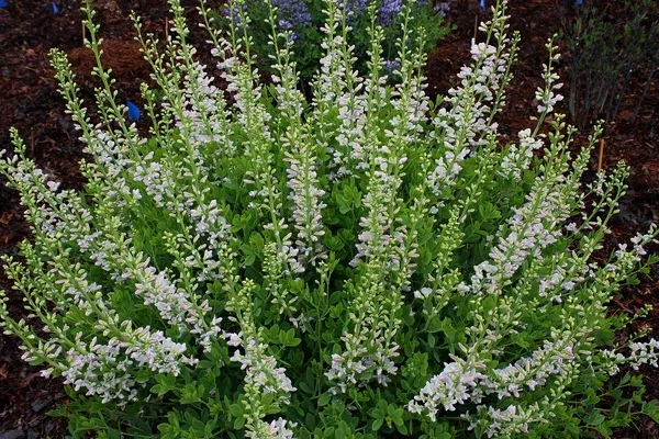 Baptisia 'Pink Ice'