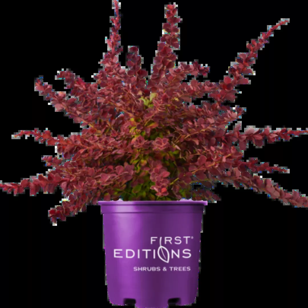 Barberry 'Toscana'
