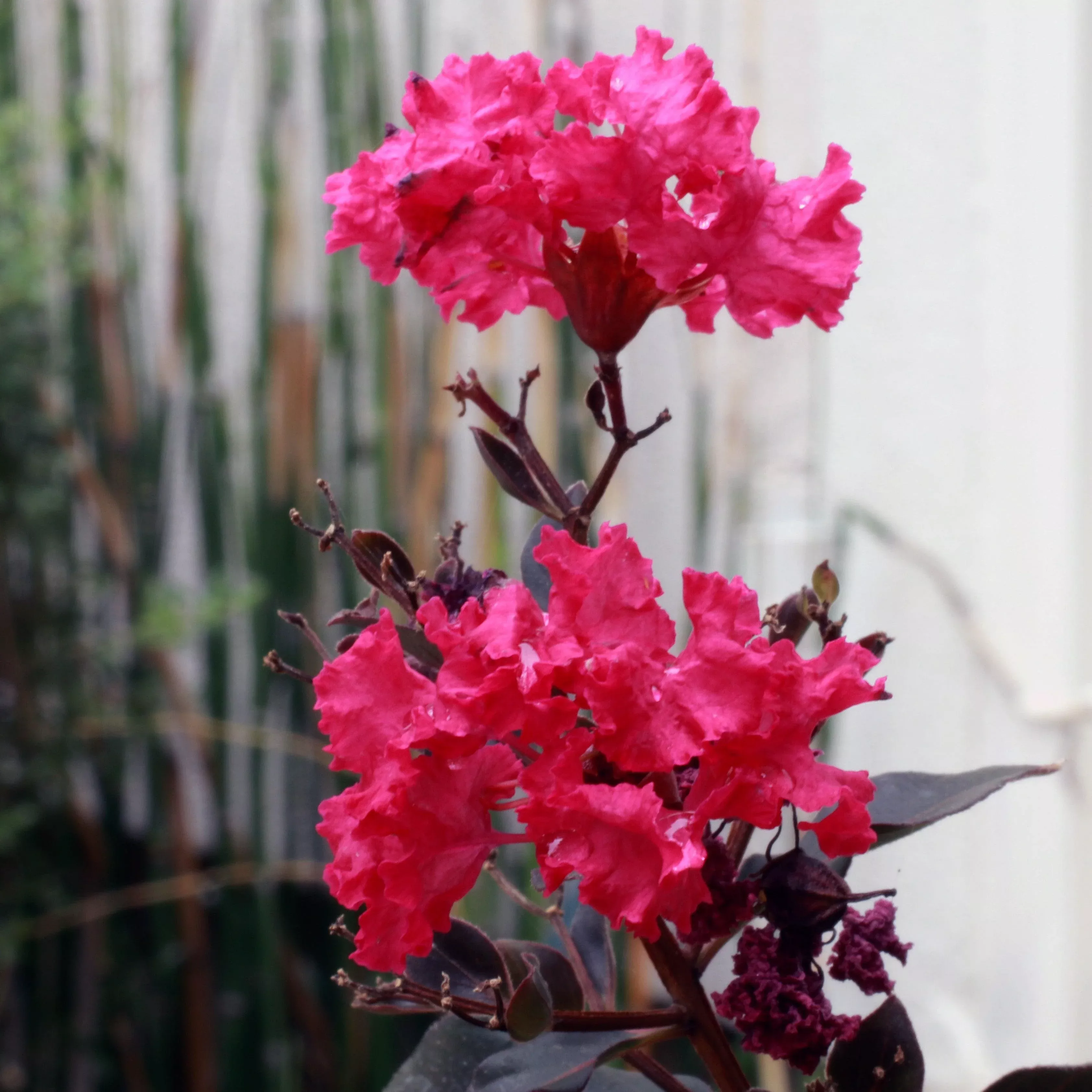 BARISTA Cherry Mocha Crape Myrtle