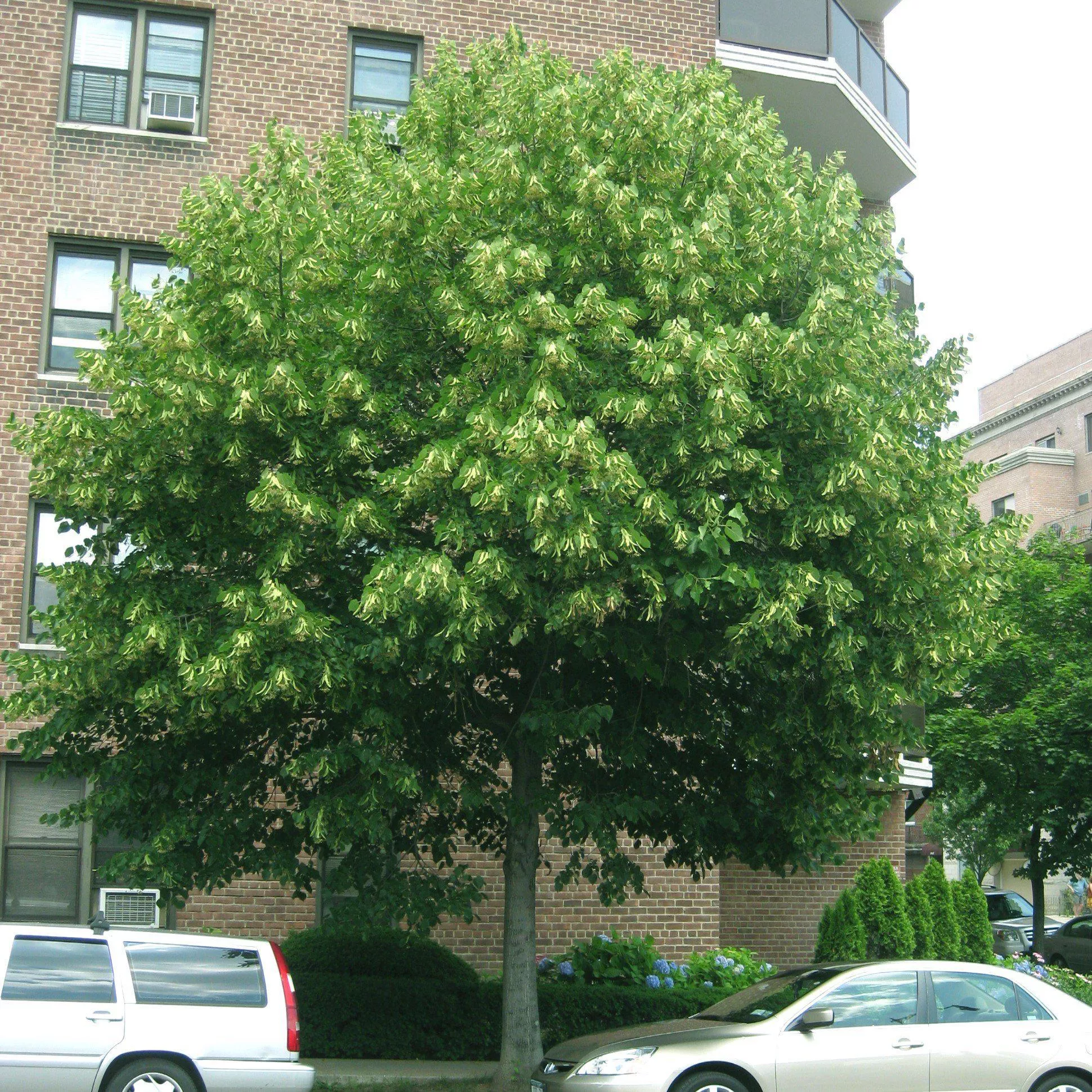 Basswood, Linden Tree