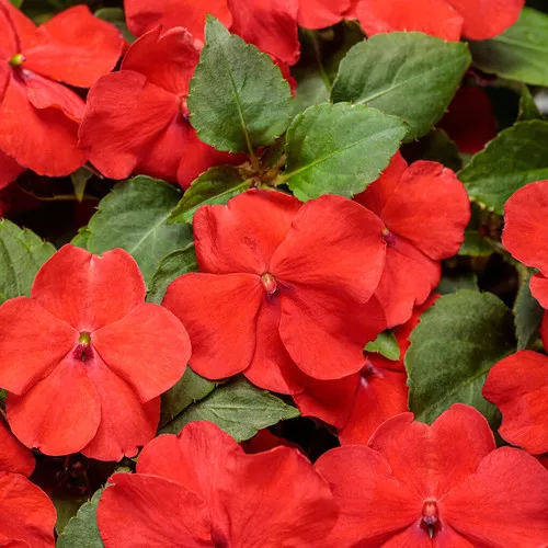 Beacon Bright Red Bedding Impatiens