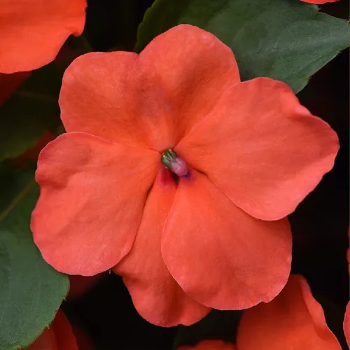 Beacon™ Salmon Impatiens