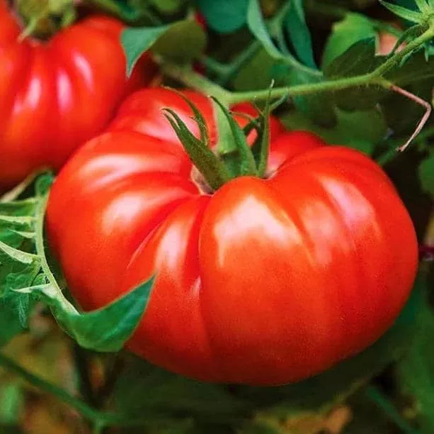 Beefsteak Tomato Live Plant – Ready to Plant 6 to 8 Inch Tall in 4 Inch Pot for Garden