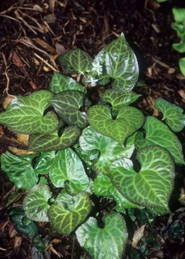 Beesia calthifolia