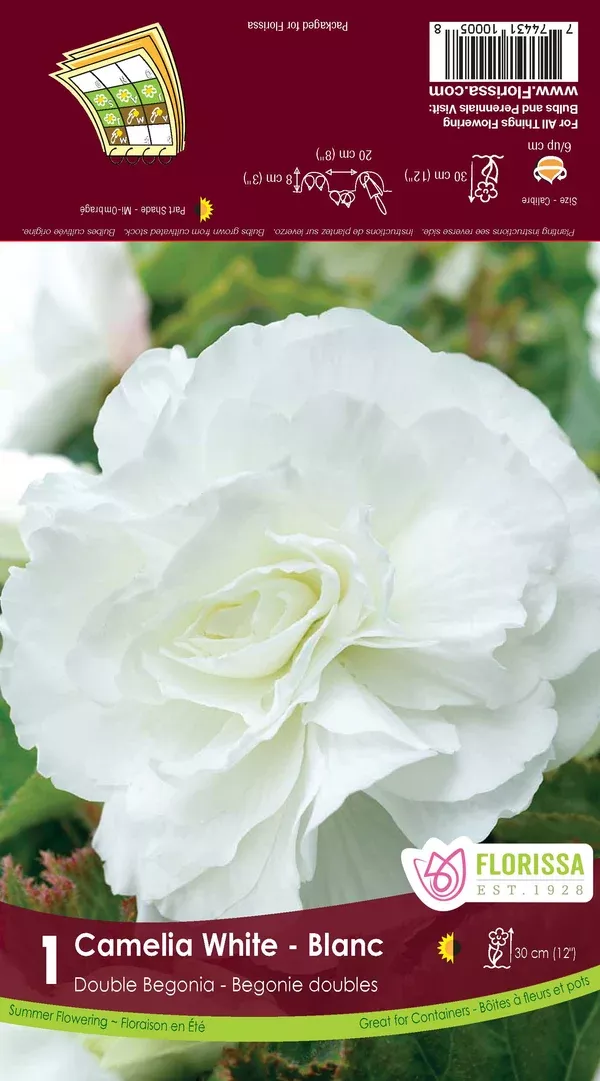 Begonia Bulb - Camelia Double White 6/up, 1/Pkg