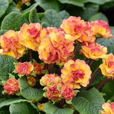 Belarina Nectarine Primula