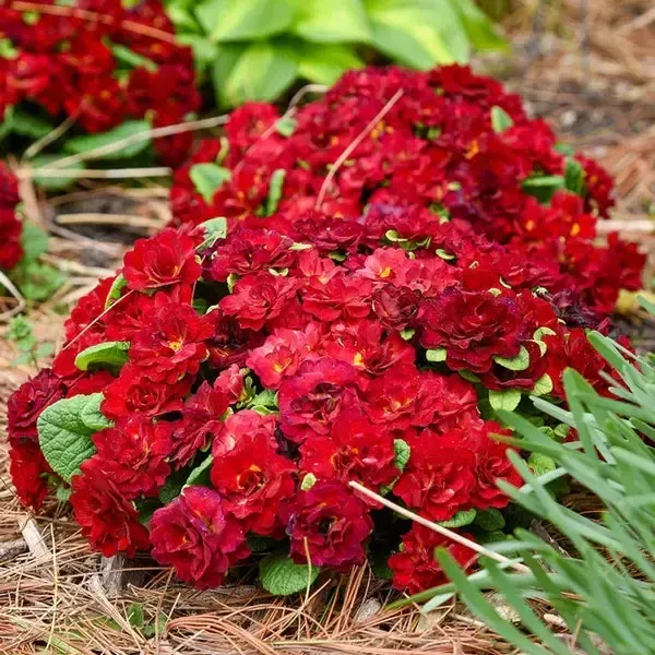 Belarina Valentine Primrose