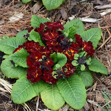 Belarina Valentine Primula
