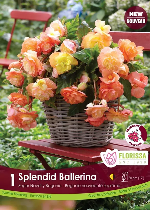Belgium Begonia - Super Novelty 1/Pkg