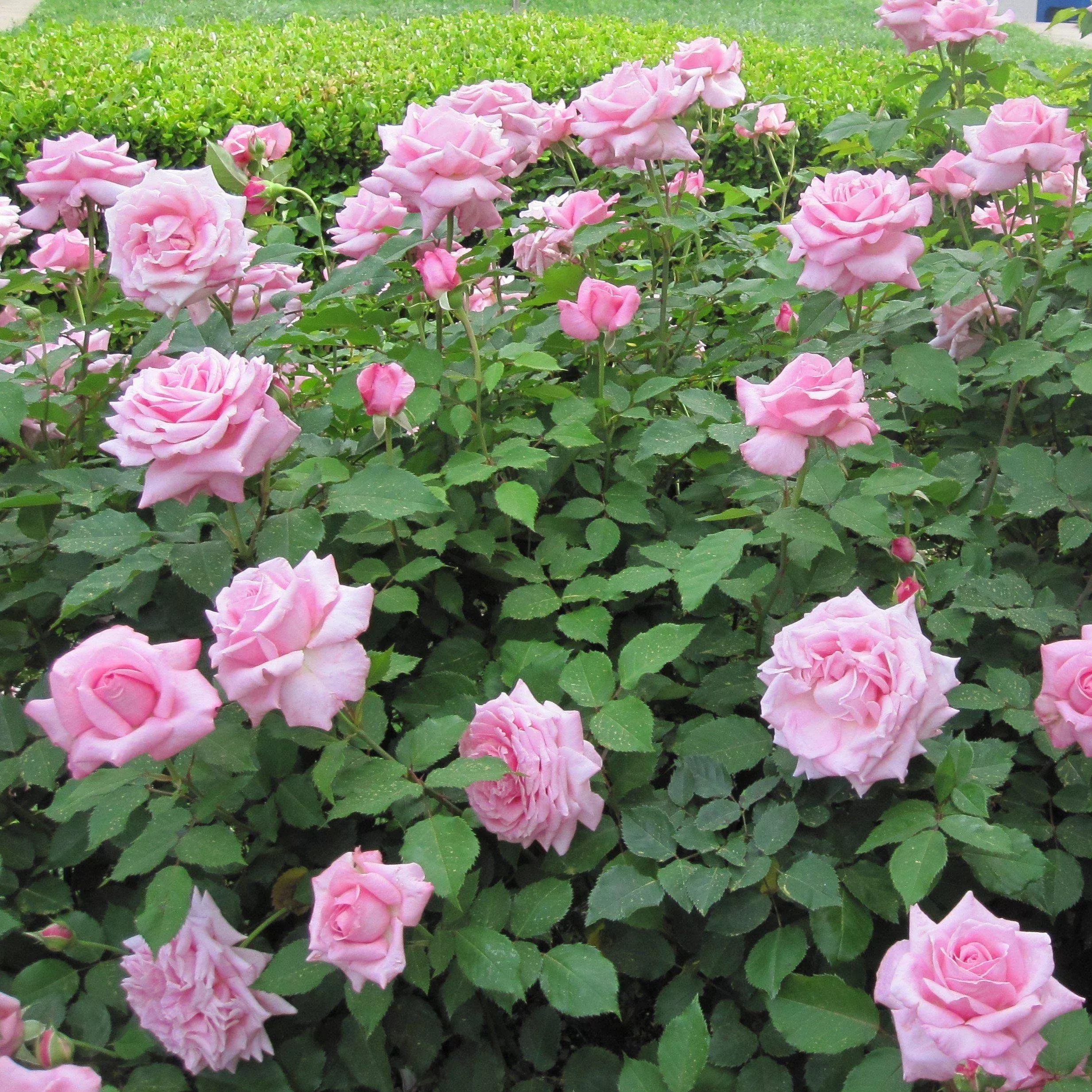Belinda's Dream Shrub Rose