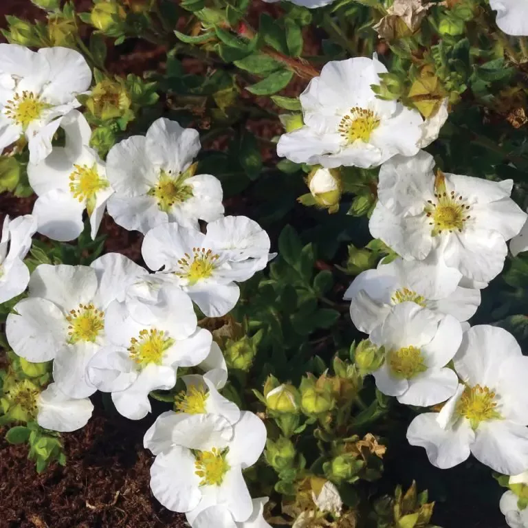Bella Bianca Potentilla