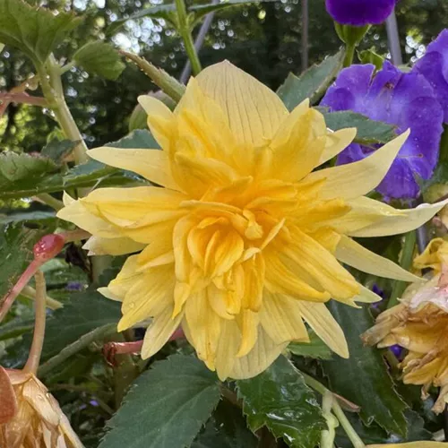 Belleconia™ Mango Tuberous Begonia