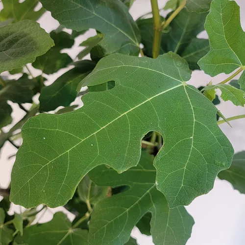 Bensonhurst Purple Fig