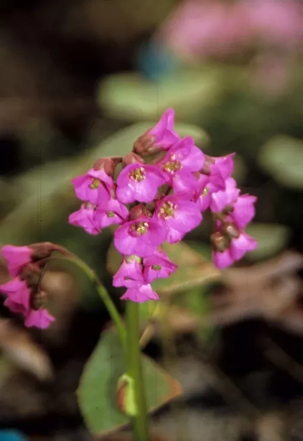 Bergenia 'Eroica'