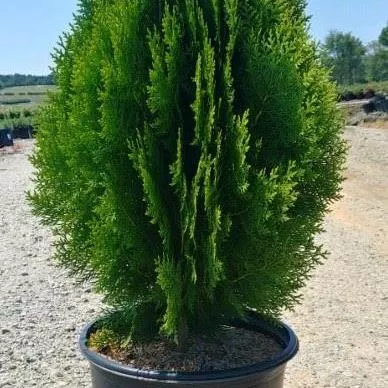 Berkman's Golden Arborvitae