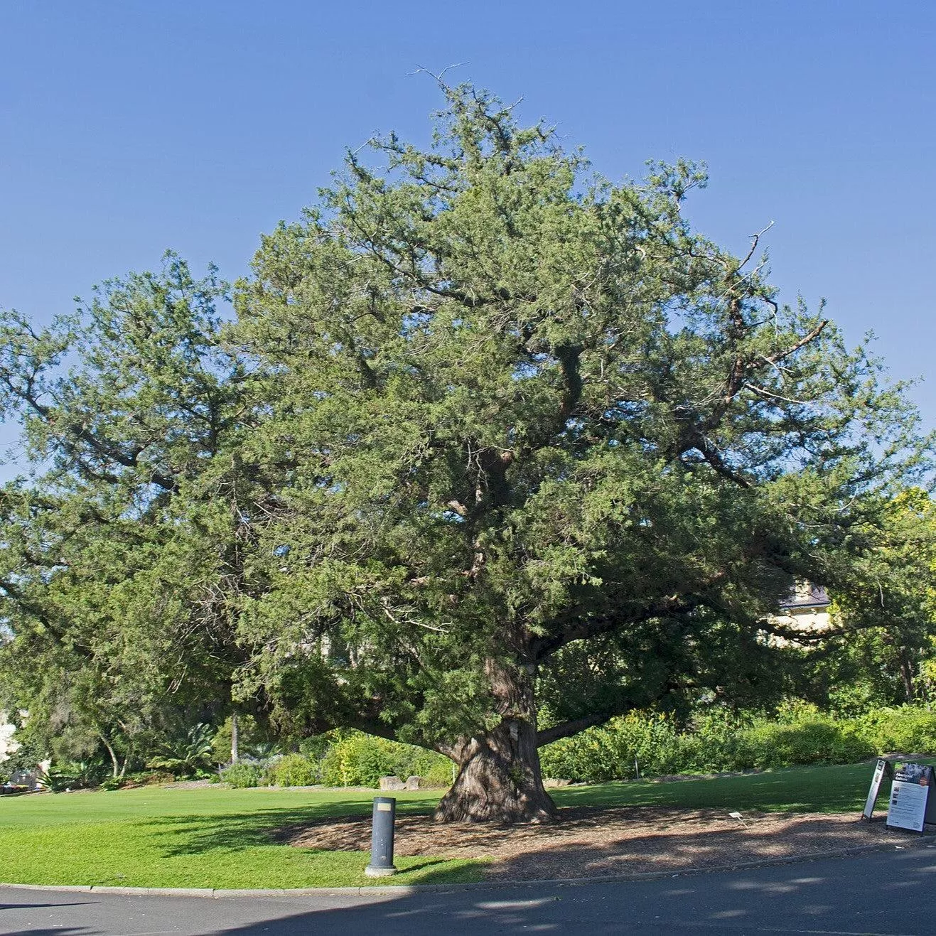 Bermuda Cedar