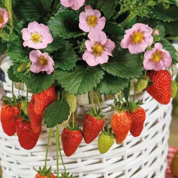 Berri Basket™ Pink Strawberry