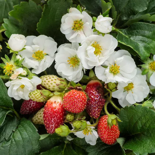 Berried Treasure White Strawberry
