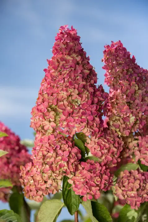 Berry White Hydrangea – Tree Form