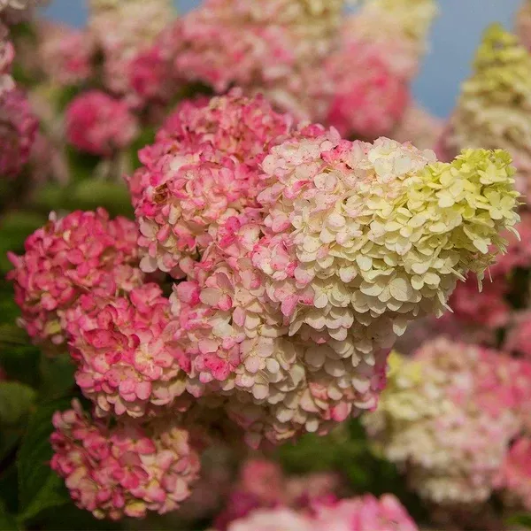 Berry White Panicle Hydrangea FE#2 FE Cont