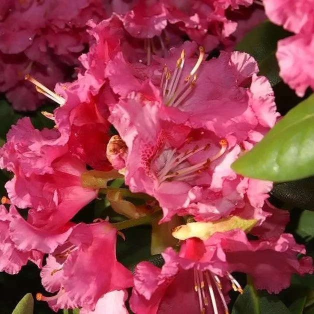 Besse Howells Rhododendron
