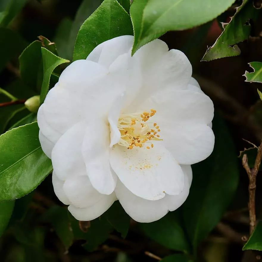 Bessie Battle Camellia