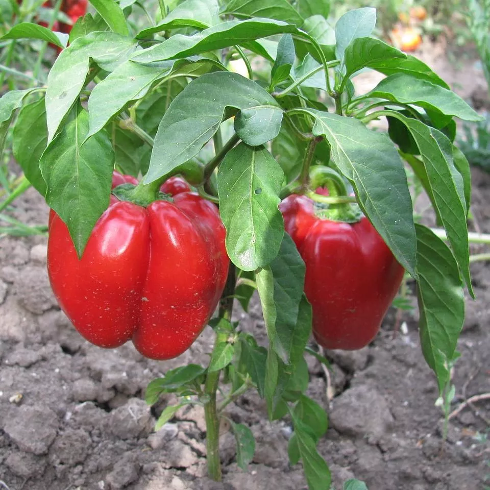 Better Belle V Pepper
