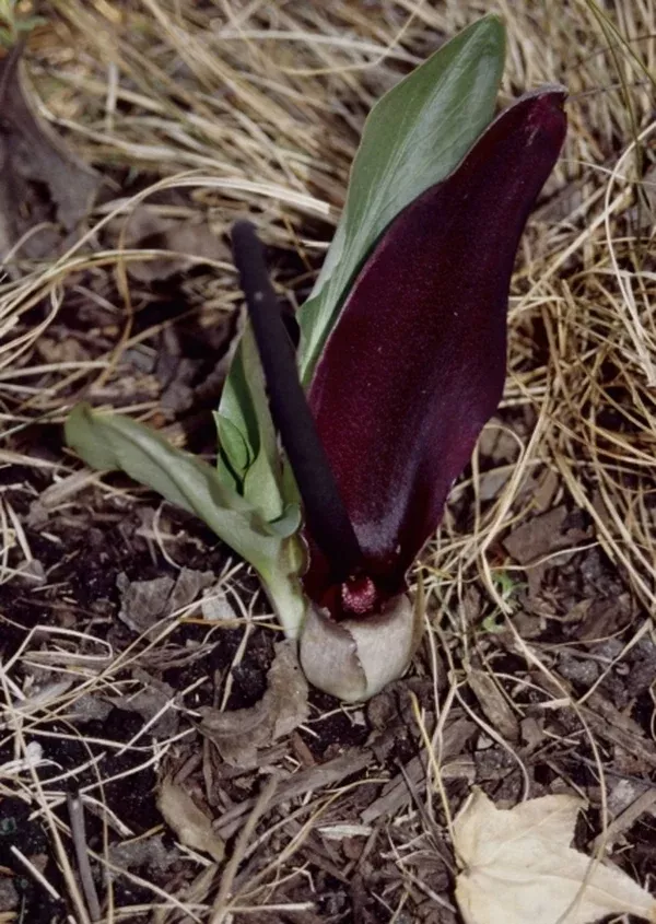 Biarum bovei