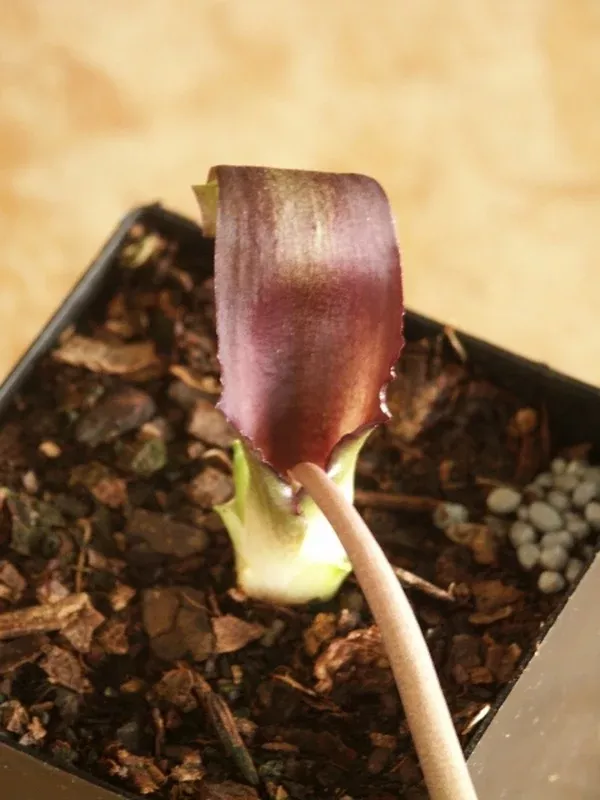 Biarum tenuifolium