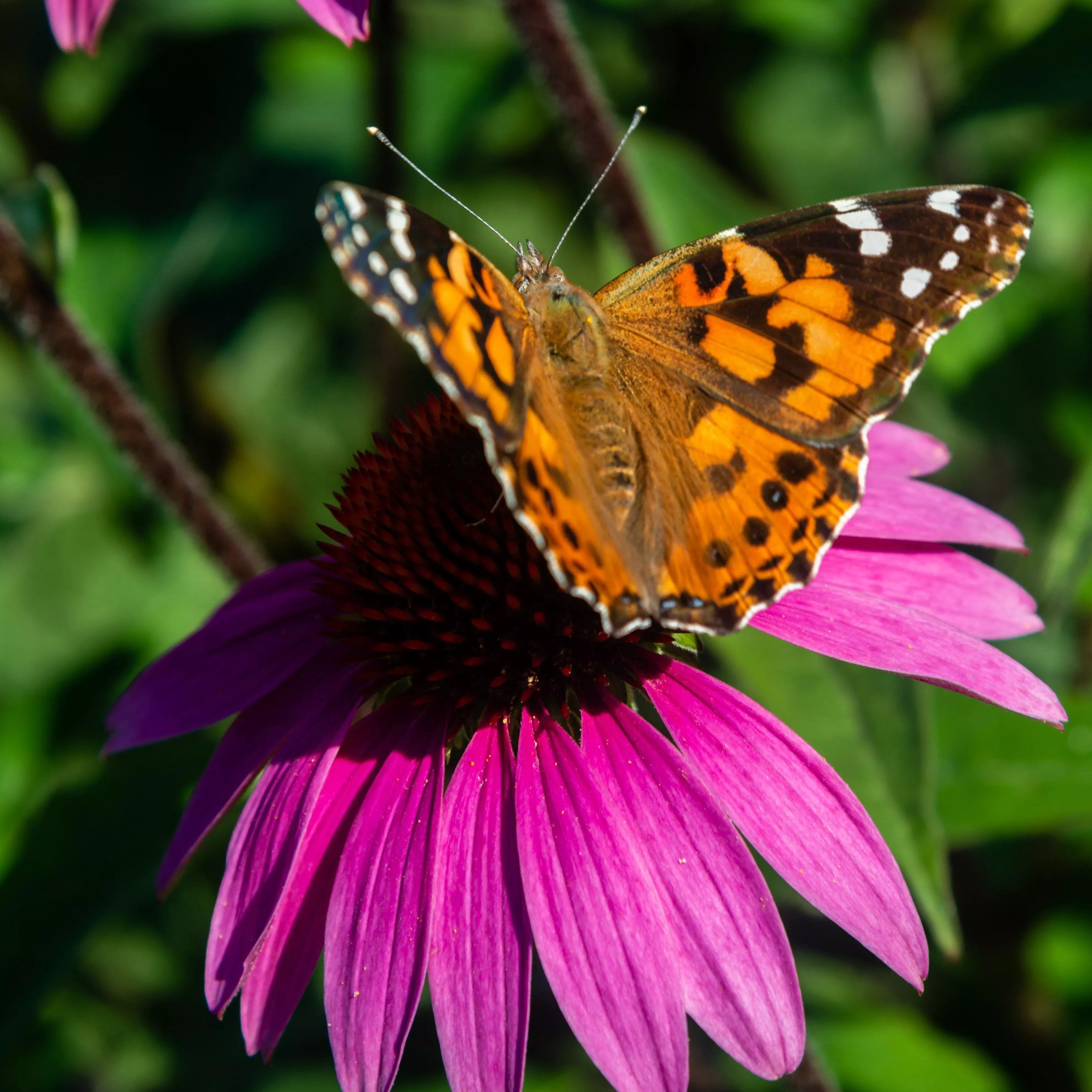 Big Sky™ After Midnight Echinacea