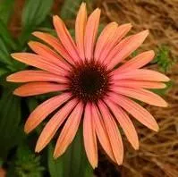Big Sky™ Jupiter Coneflower